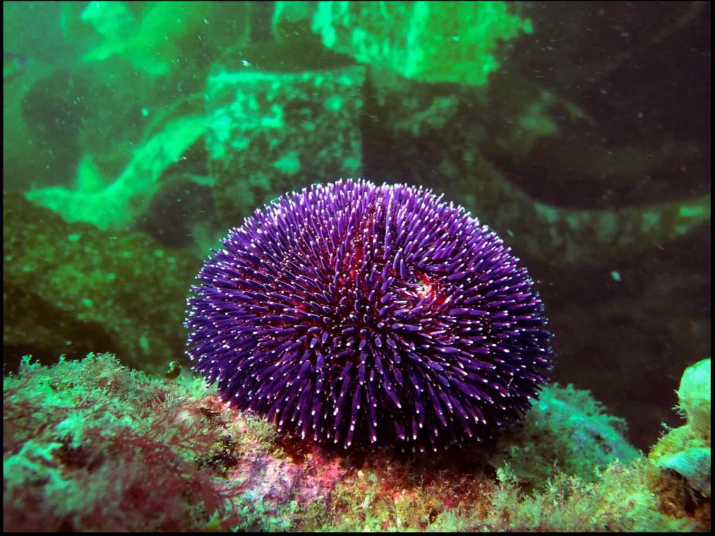 plongee sous marine finistere